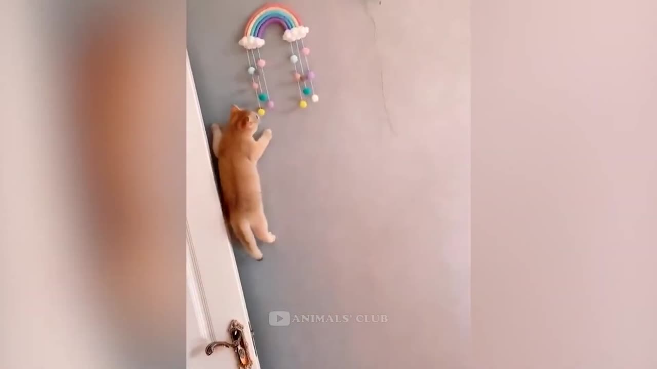 Funny Cats Videos