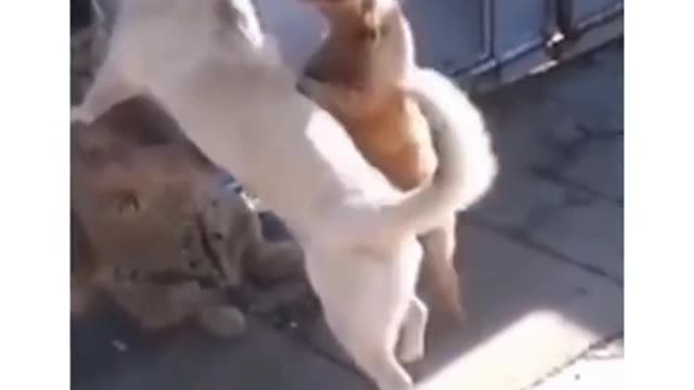 Cat&dog funny video