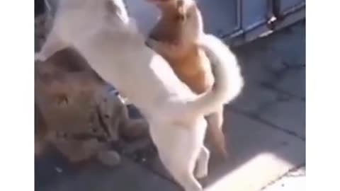 Cat&dog funny video