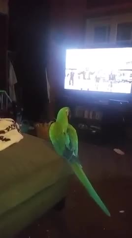 Parrot loves to dance to karaoke
