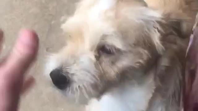 Adorable Dog Reaction: Coming Home From College