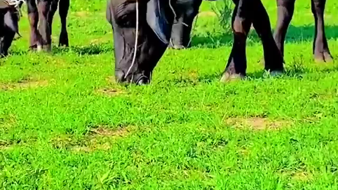 Village life in Pakistan