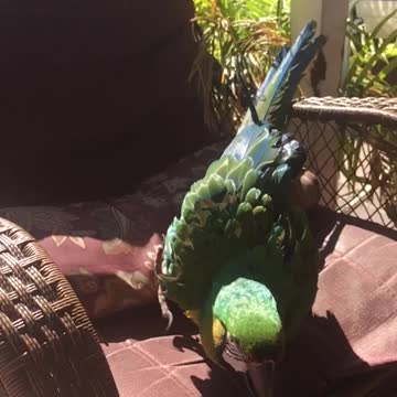 Parrot in slow motion