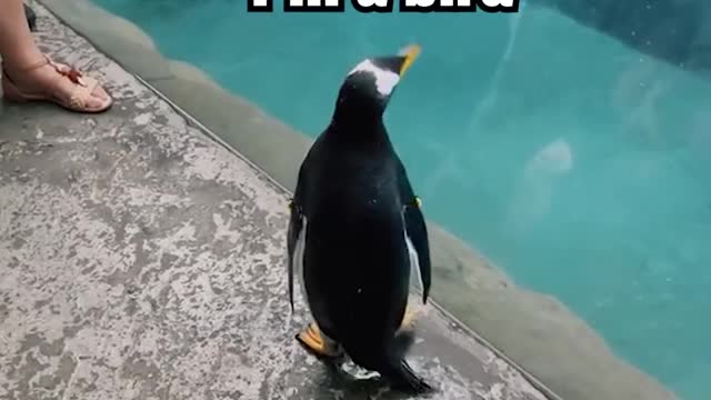 16_Twitter employees being fired through the eyes of a penguin