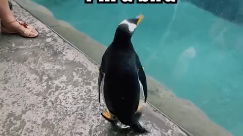 16_Twitter employees being fired through the eyes of a penguin