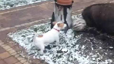 Animals Playing Soccer