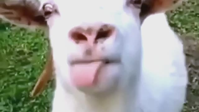 funny goat talking