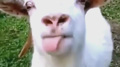 funny goat talking