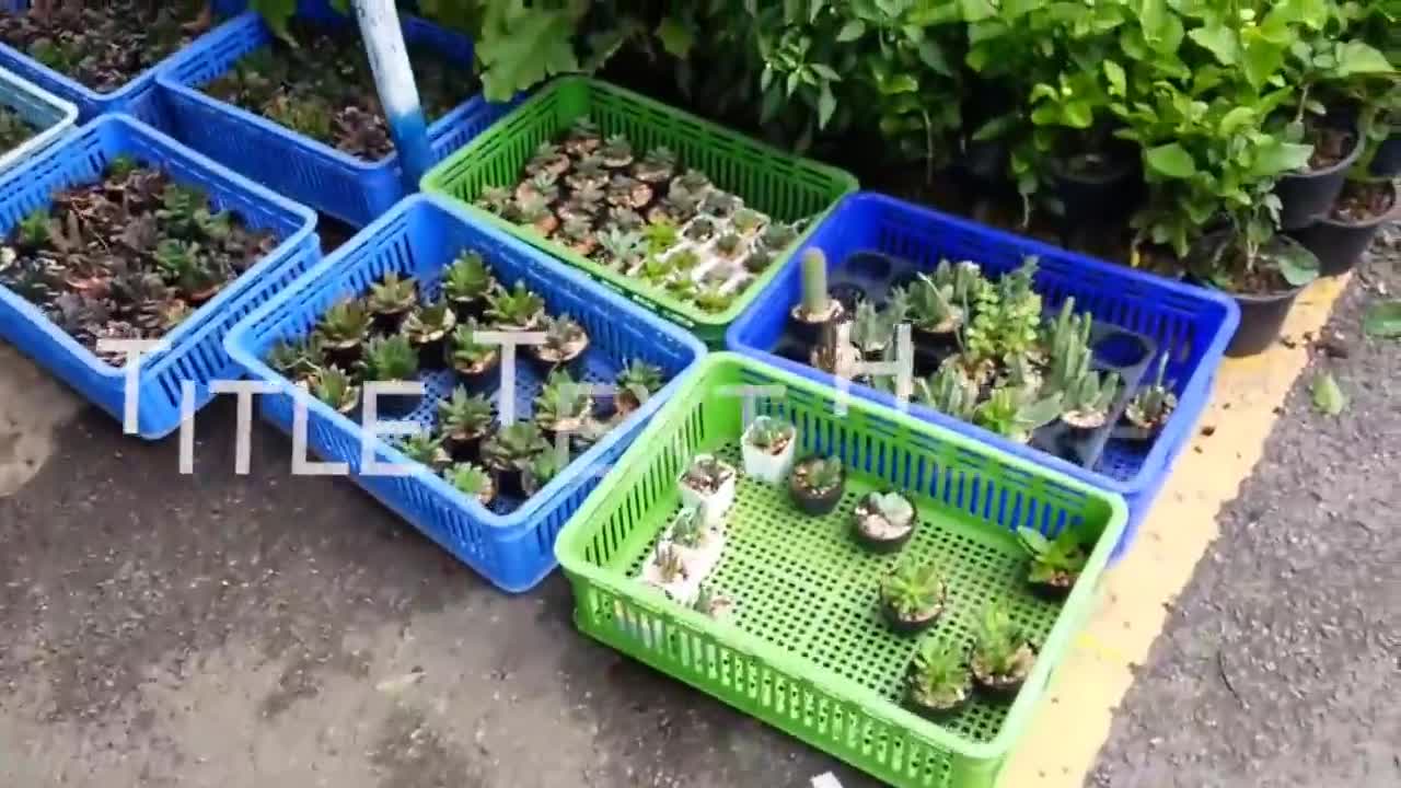 Jatujak Plant Market, Bangkok Thailand