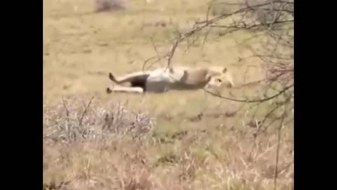 Lion Spins Around & Dies
