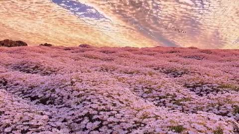 Romantic sunset sea of flowers, I of course the first thought of sharing is you