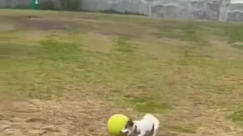 Dog playing with ball