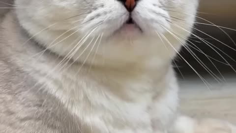 New cat funny reaction 😁😁