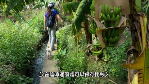 香蕉「綠、黃、褐」 營養各不同