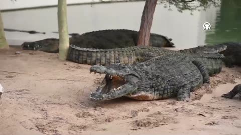 Dubai crocodile park in the UAE