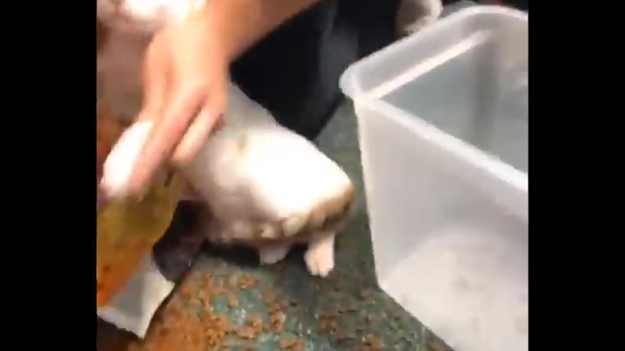 FUNNIEST & CUTEST ANIMALS VIDEO-2023