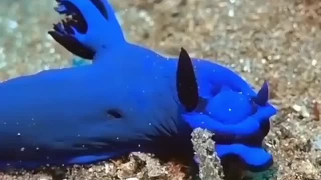 Blue Creature