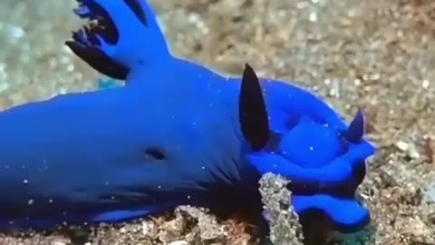 Blue Creature