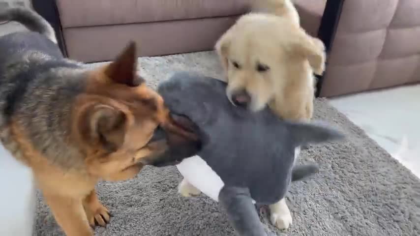 How a Golden Retriever and a German Shepherd Share a New Shark Toy