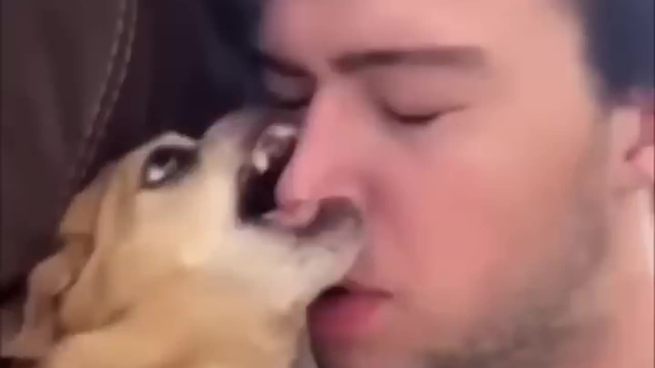 angry dog_ best funny dog