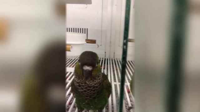 Fun & playful parrot auditions to get adopted