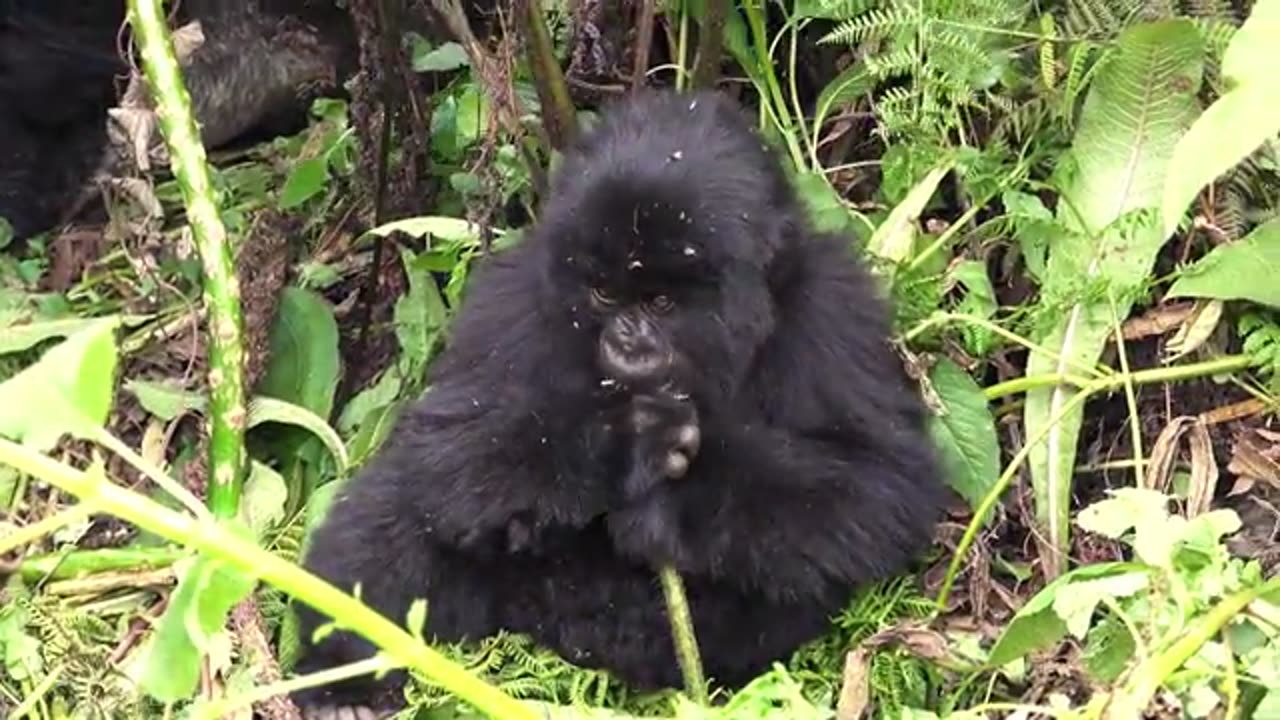 Best animal videos Best video animal amazing video top video trending video