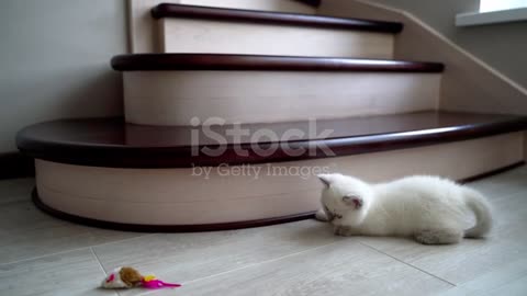 Kitten Playing With Fluffy Toy Cute Kitten Lying On The Floor And Playing With Toy Stock Video