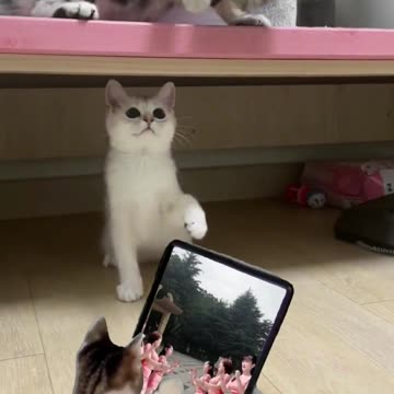 Belly Laughs Guaranteed: A Selection of Side-Splitting Sketches"