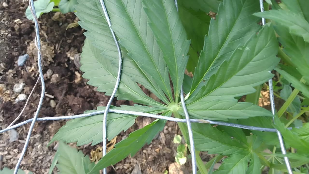 9 Fingered Pot Leaves!