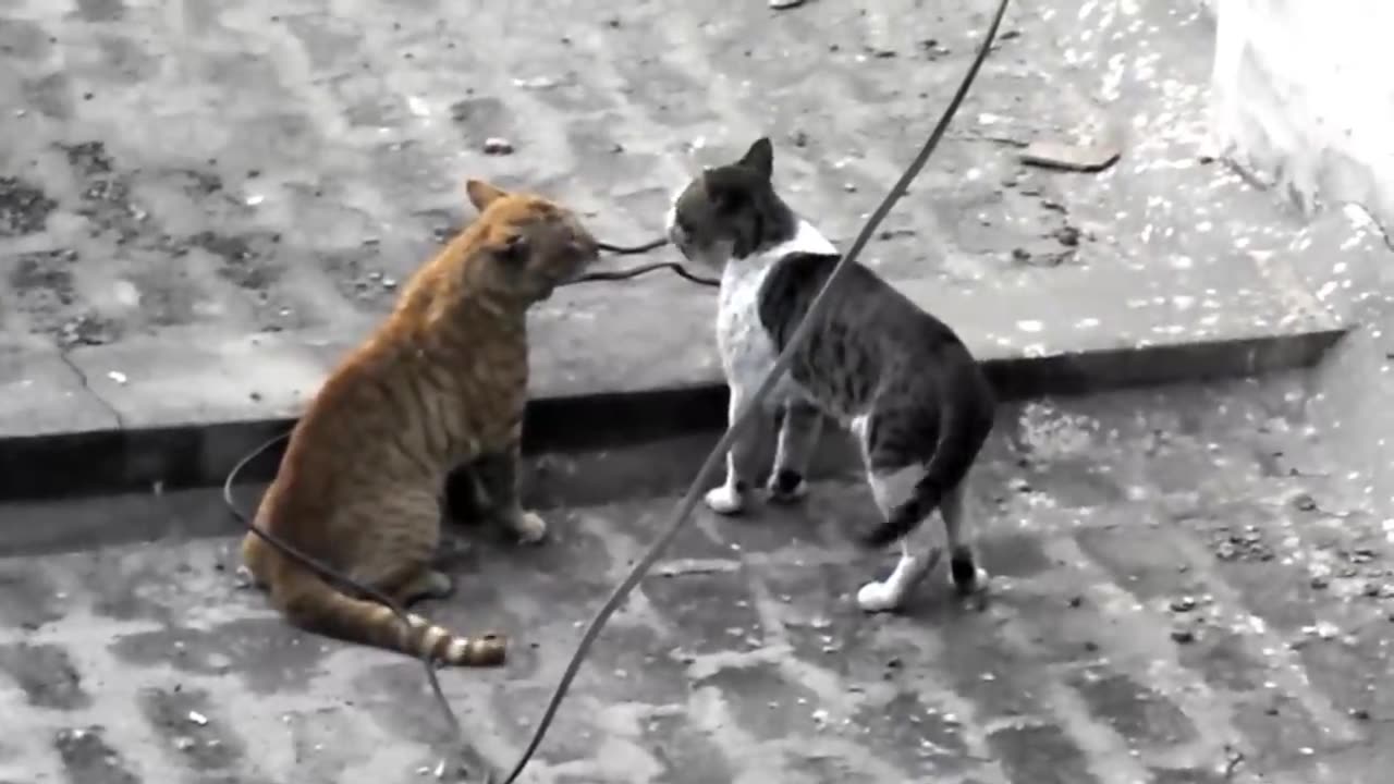 Real Cat fight 2