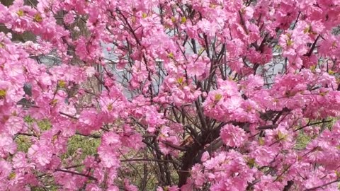 a spring flower