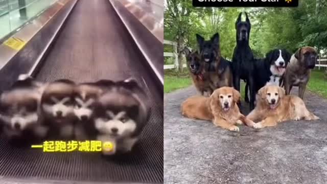 Is the dog cute🥰🥰🥰🥰#dogsound #funnydogsoftiktok #funny🥰🥰🥰 #fypシ #foryou