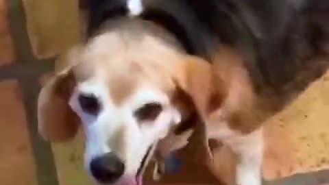 A beagle weighing about 82kg, started exercising after being