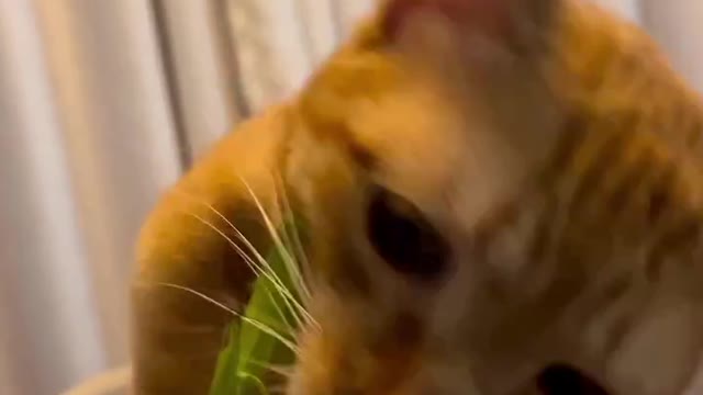 Look at this cat