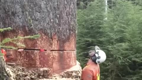 EXTREMELY HUGE TREE !