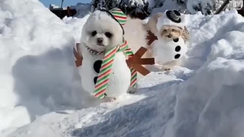 Who's Fluffier .The Snow Or me?