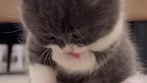 Cute and funny cat video.
