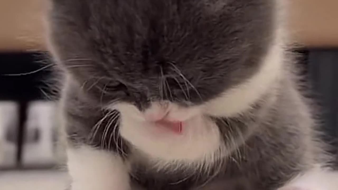 Cute and funny cat video.