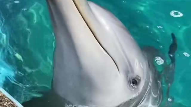 AMAZING Dolphins Videos-Funny DOLPHINS COMPILATION