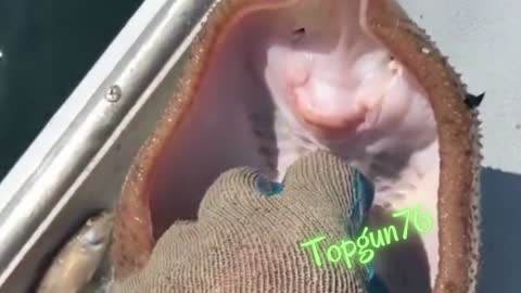 Happy fisch