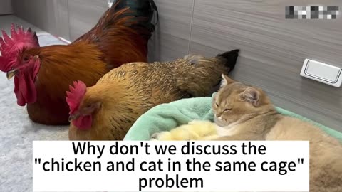 The cat takes care of the baby for the chicken