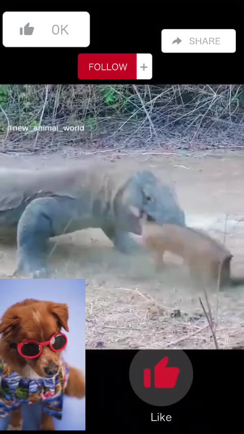 See how the crocodile eats the goat. Crocodiles and goats. #animal #viral #sadvideo#cat #dog#funny
