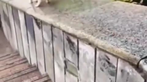 Must See Funny CATS DOGS Reaction 2023 😍