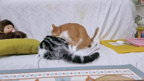 The lovely cat is playing and fighting. Have you seen it? You will like it