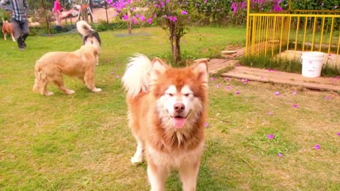 Dogs and Puppies Beautiful Animal Footage