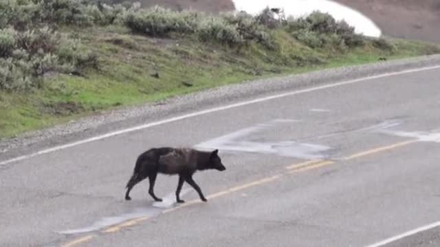 Seeing the descendants of wolf 540F who