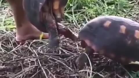 Tortoise 😂😂