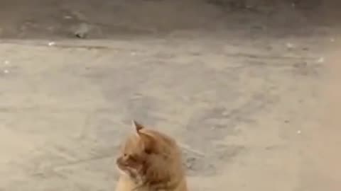 The cat is practicing.