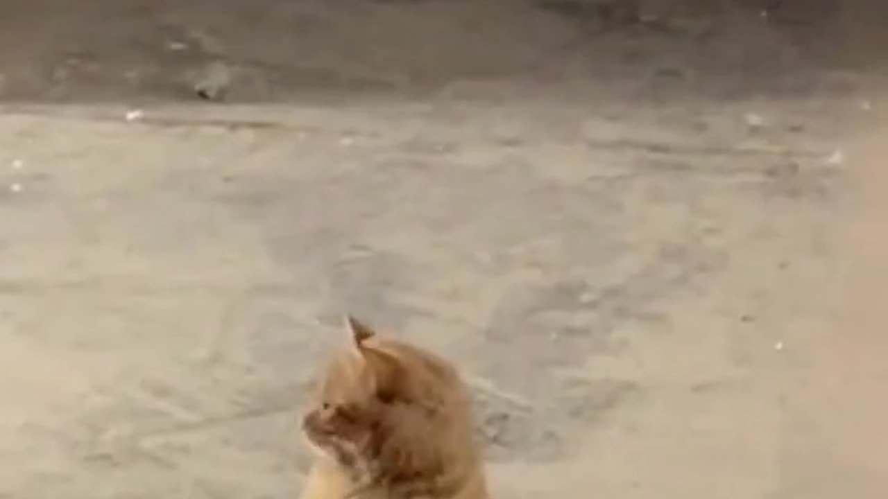 The cat is practicing.
