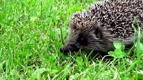 Hedgehog Walking In A Meadow